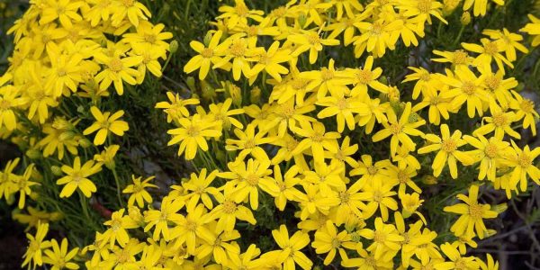 Damianita / Damianita Daisy – Desert Horizon Nursery