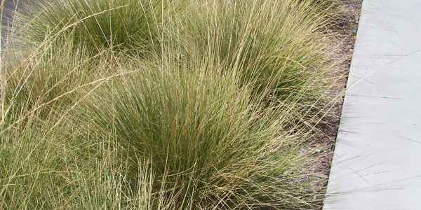 Deer Grass – Desert Horizon Nursery