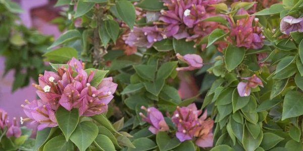 Bougainvillea ‘Dwarf Pink’ – Desert Horizon Nursery