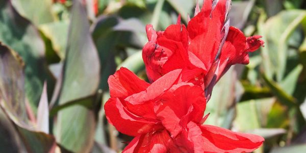 Canna Lily Red – Desert Horizon Nursery
