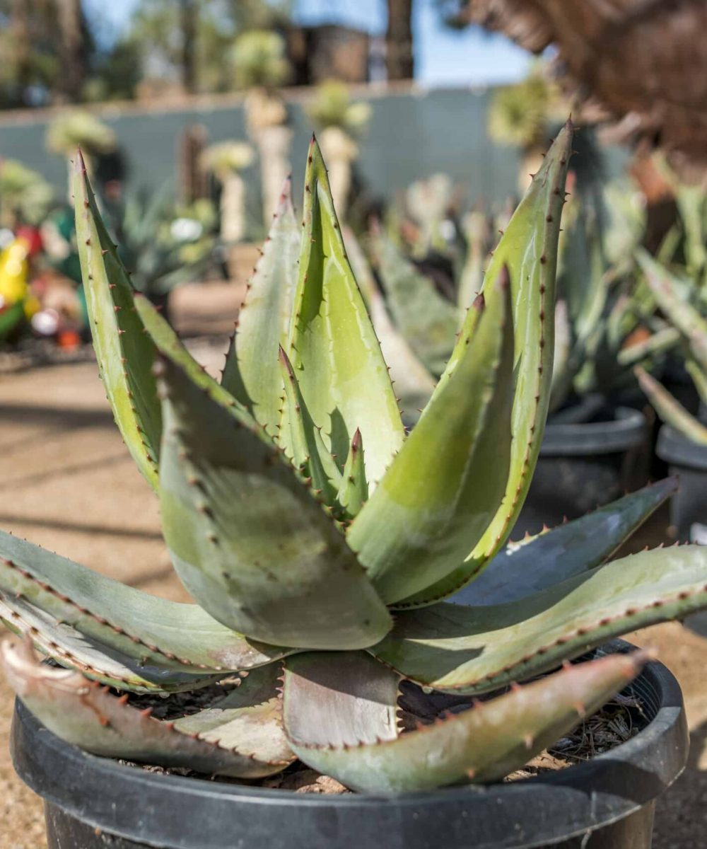Flat-Flowered-Aloe-for-sale-at-Desert-Horizon-Nursery-DSC04602.jpg