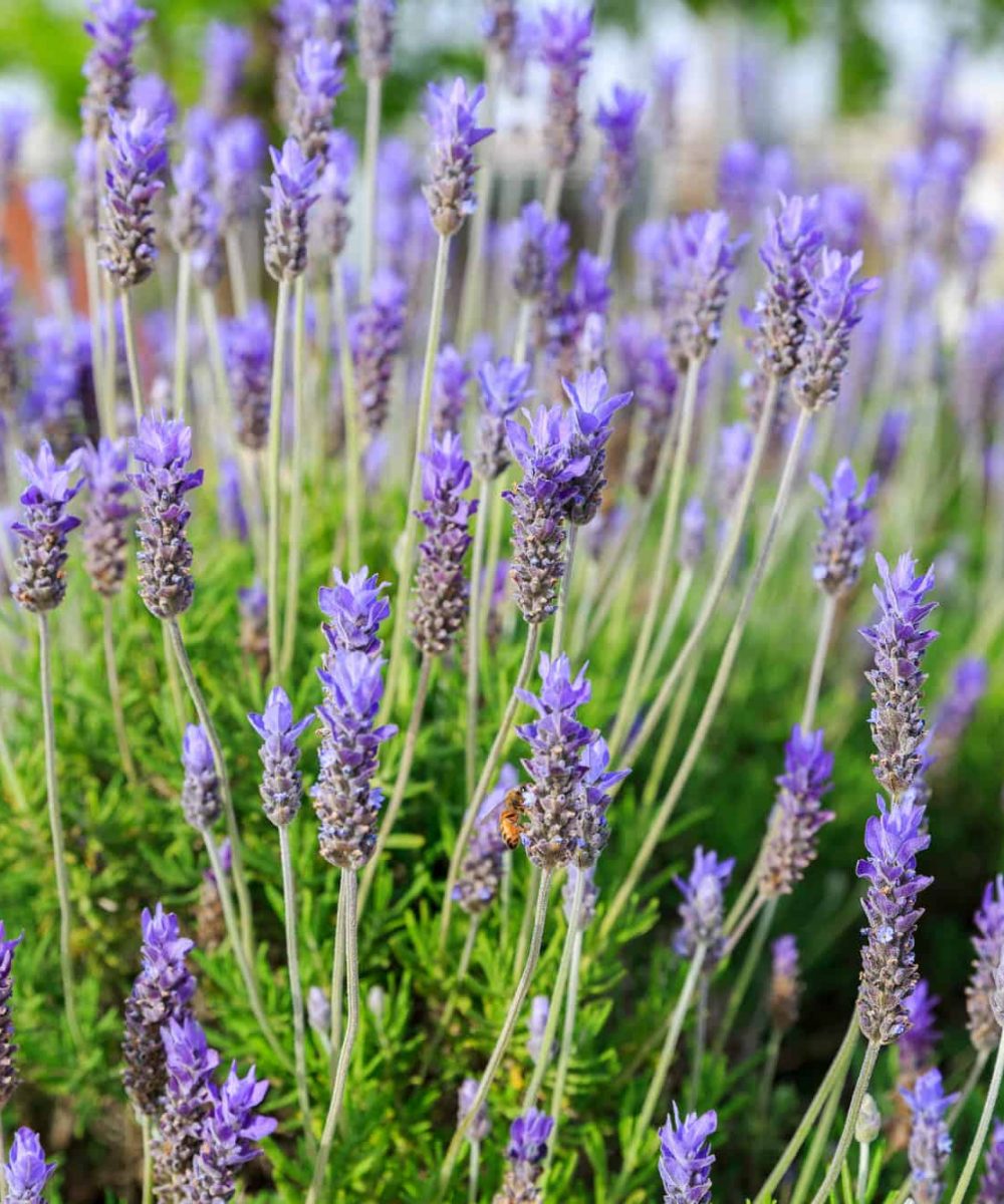 French-Lavender-Lavandula-Dentata-desert-horizon-nursery.jpg