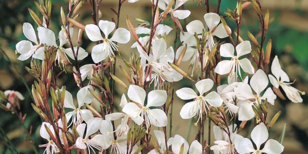 White Gaura – Desert Horizon Nursery