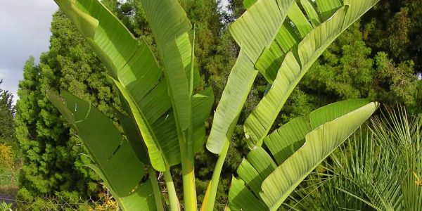 Giant Bird of Paradise (Jumbo Specimen) / Giant Bird of Paradise – Desert Horizon Nursery
