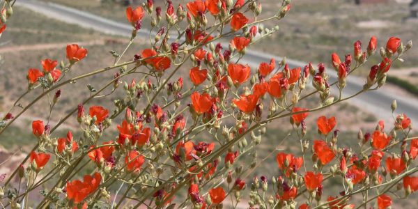 Globe Mallow – Desert Horizon Nursery