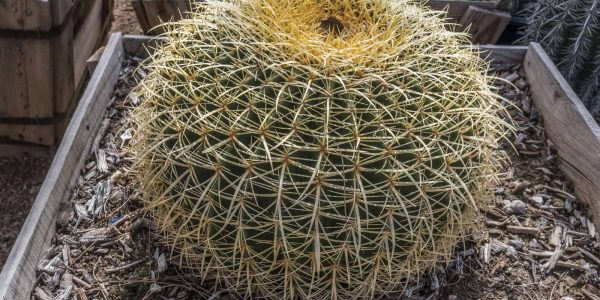 Golden Barrel – Desert Horizon Nursery