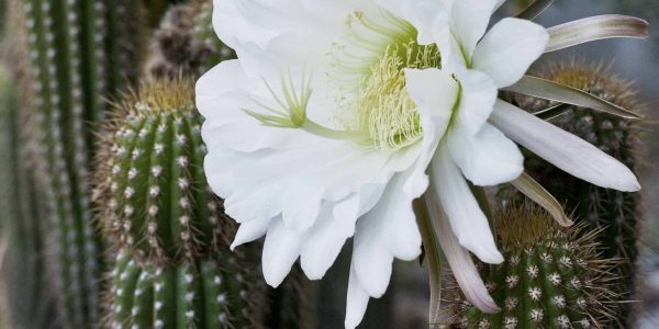 Golden Torch – Desert Horizon Nursery