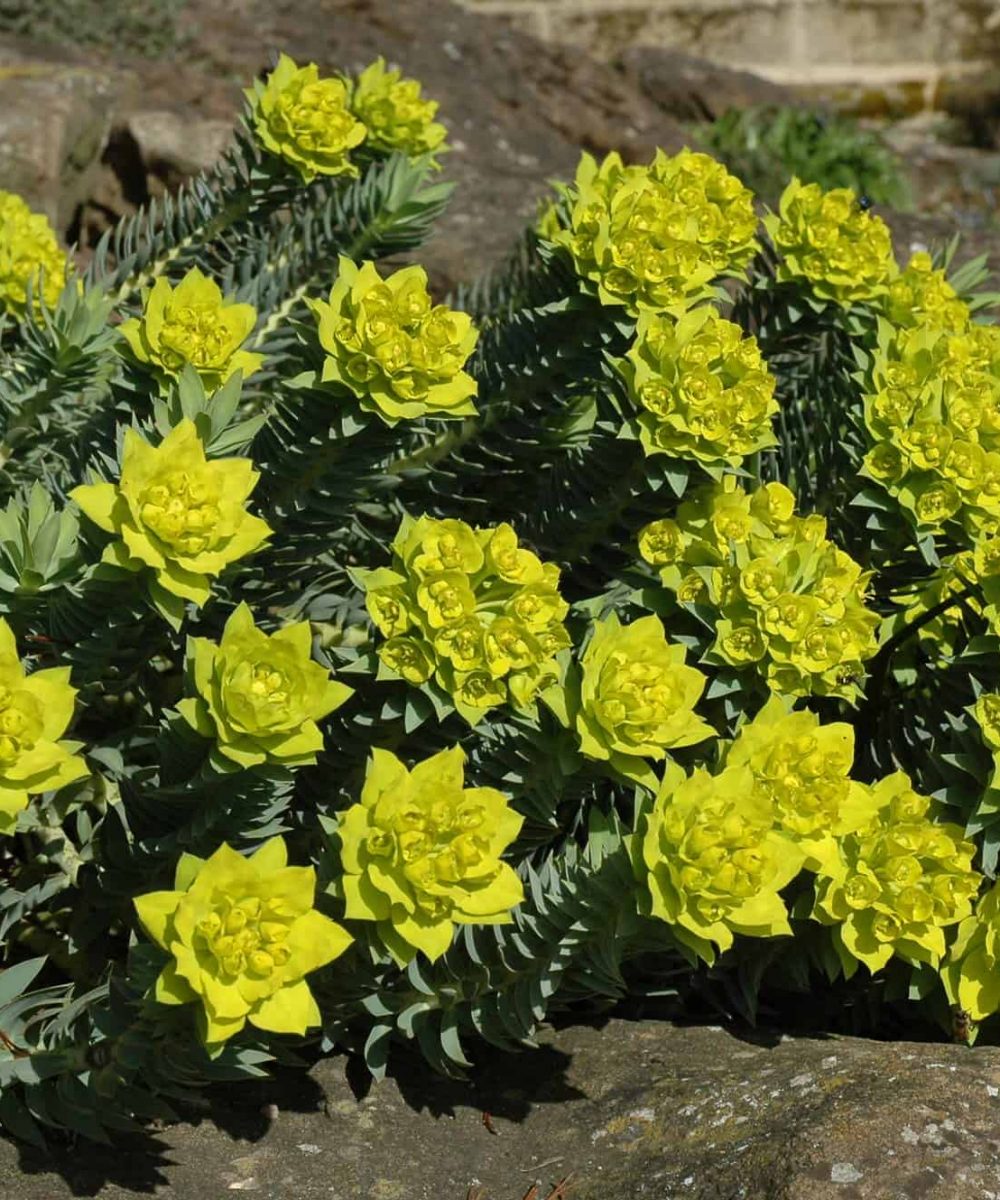 Gopher-Plant-Euphorbia-Rigida-1-desert-horizon-nursery.jpg