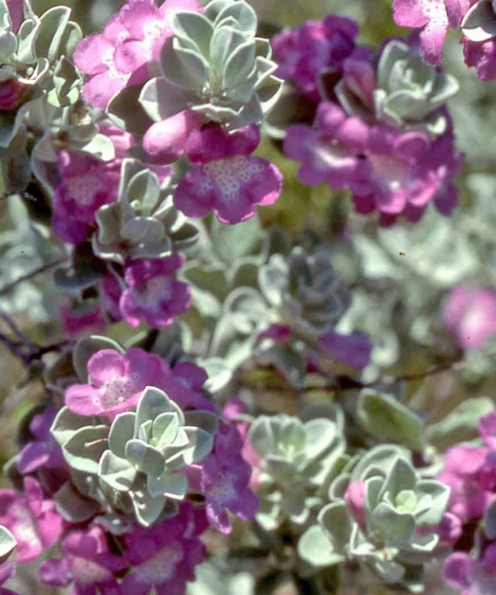 Green-Cloud-Sage-Leucophyllum-Frutescens-desert-horizon-nursery.jpg