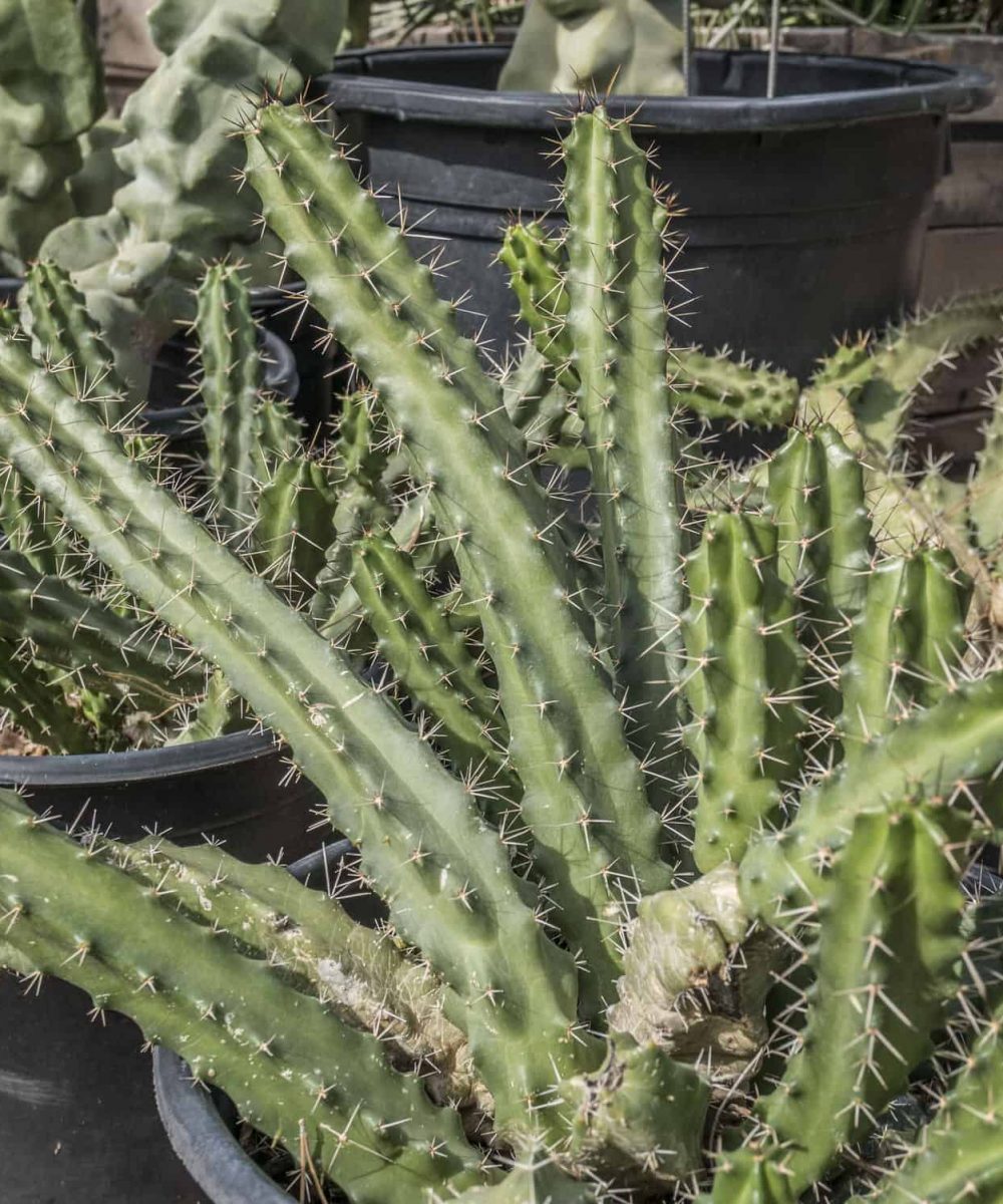 Lady-Finger-Cactus-Echinocereus-Pentalophus-desert-horizon-nursery.jpg