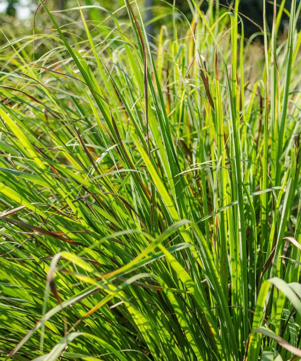 Lemon-Grass-Cymbopogon-Citratus-desert-horizon-nursery.jpg