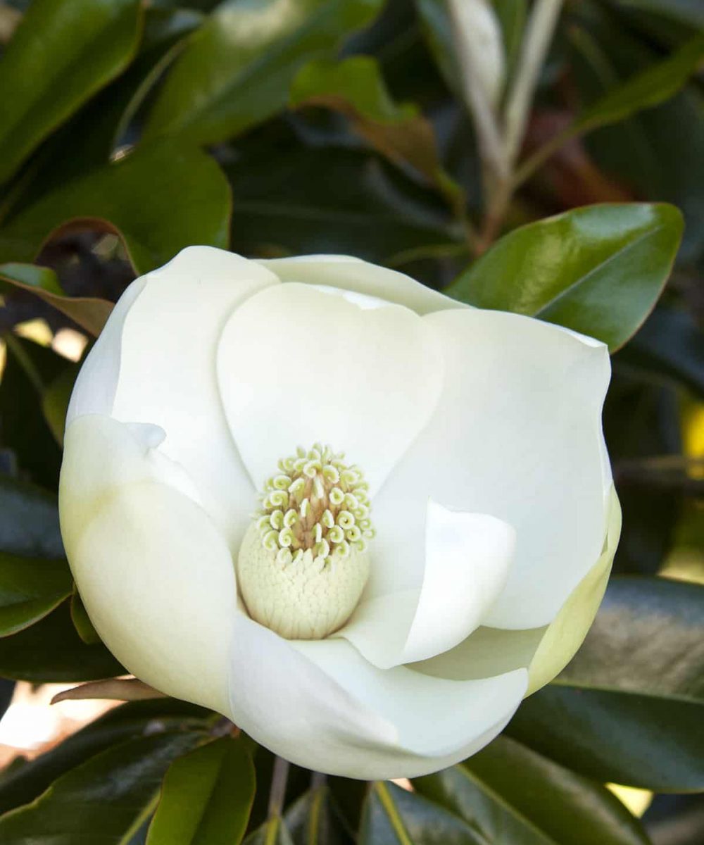 Magnolia-grandiflora-Little-Gem-desert-horizon-nursery.jpg