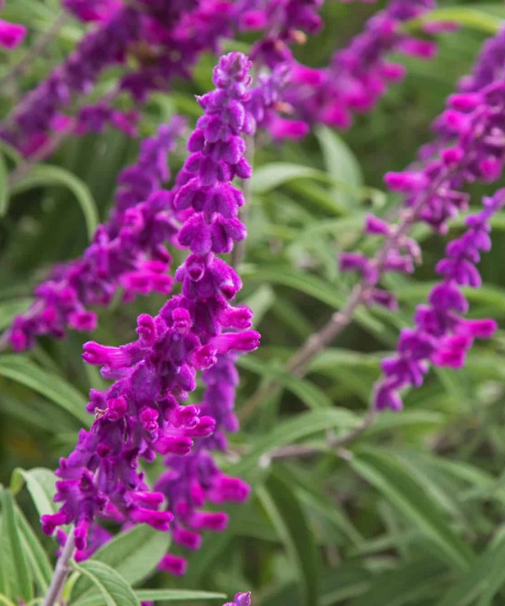 Mexican-Purple-Sage-Salvia-Leucantha-desert-horizon-nursery.jpg