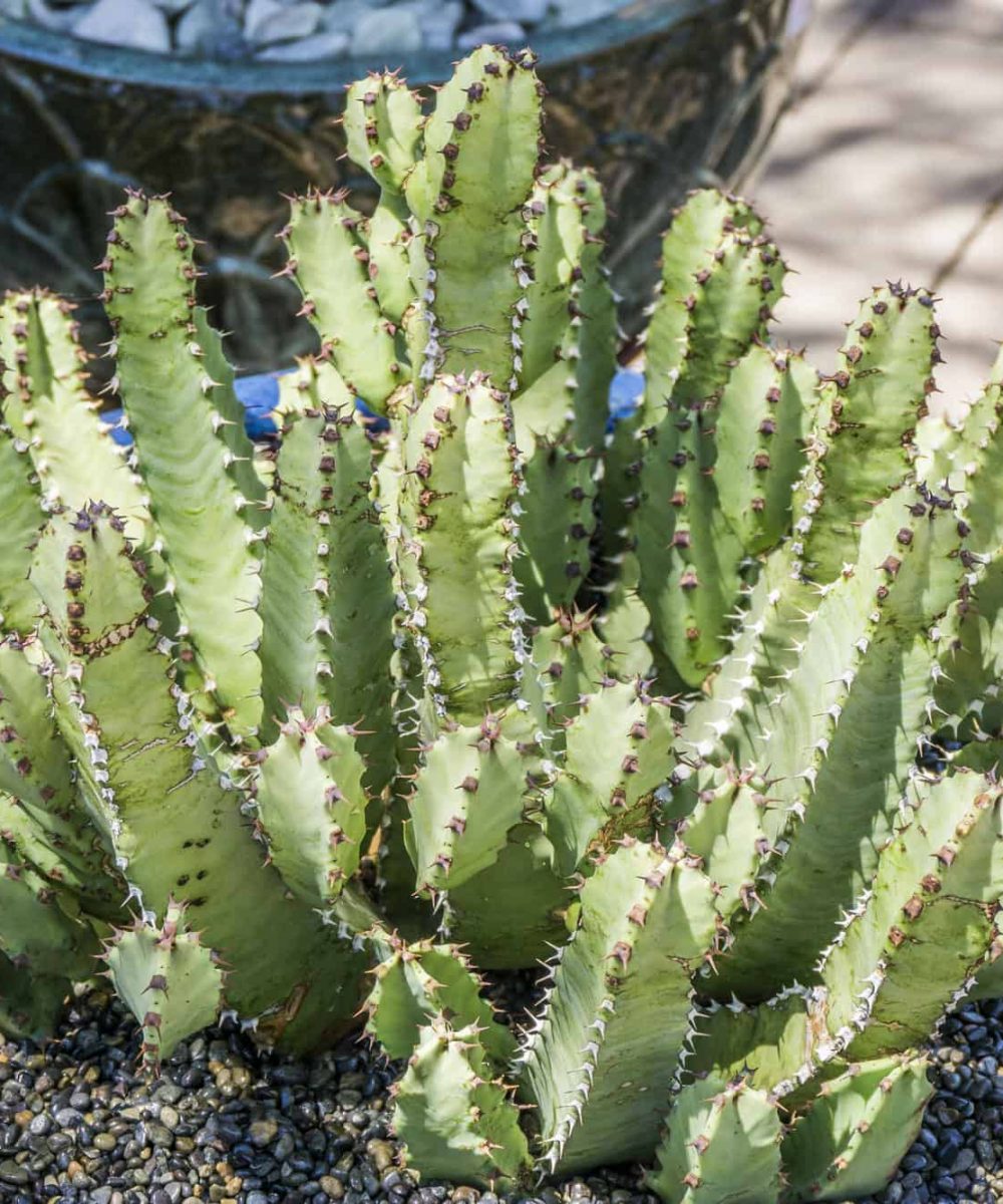 Moroccan-Mound-Euphorbia-Resinifera-desert-horizon-nursery.jpg