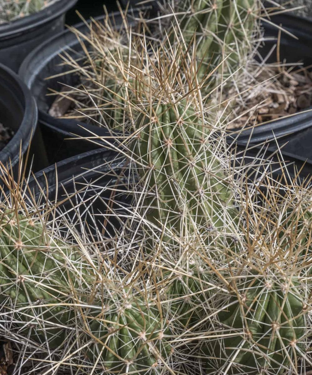 Native-Hedgehog-Cactus-Echinocereus-desert-horizon-nursery.jpg