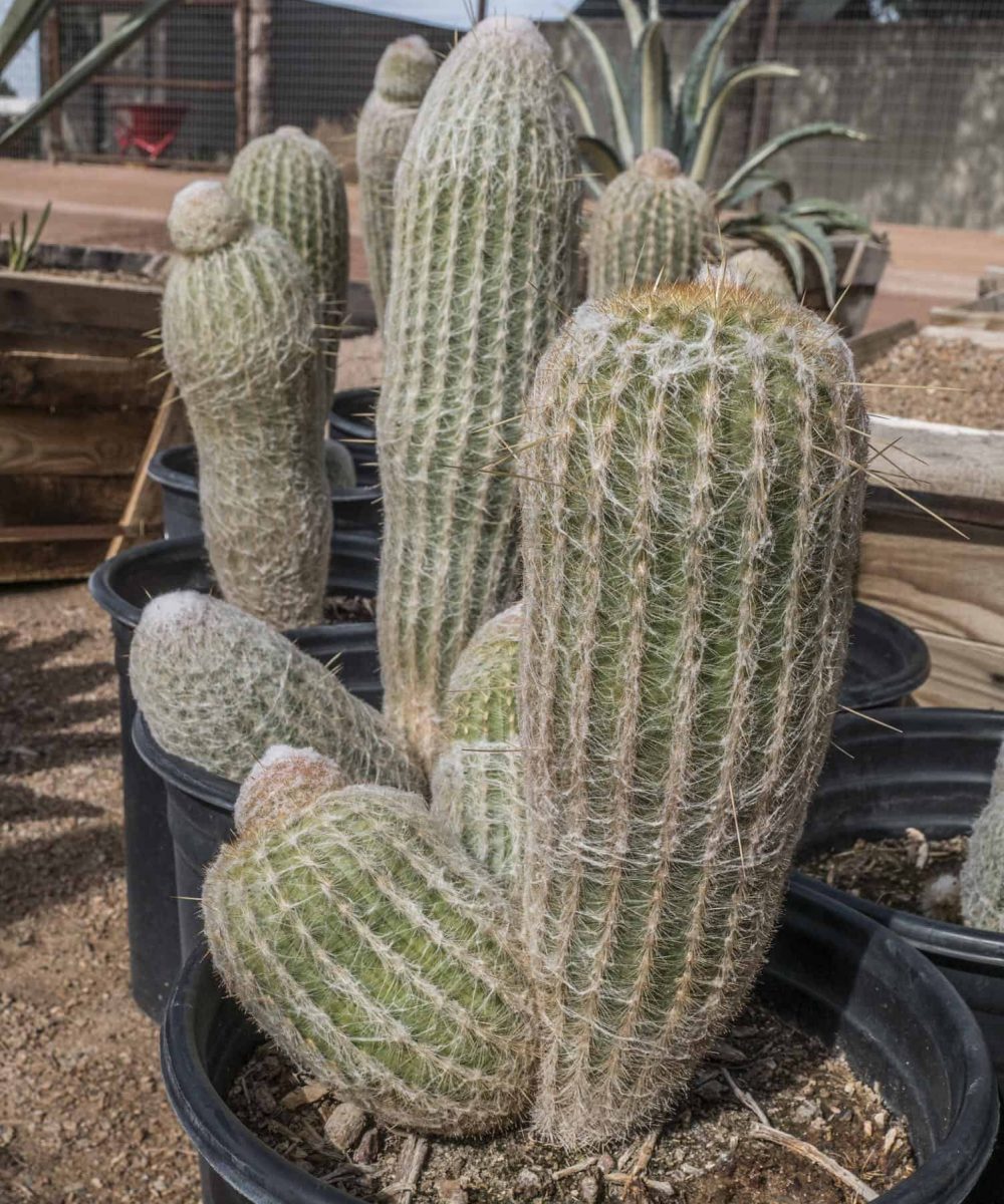 Old-Man-Cactus-Espostoa-ritteri-desert-horizon-nursery.jpg
