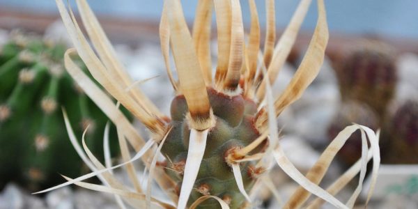 Paper Spine Grey – Desert Horizon Nursery