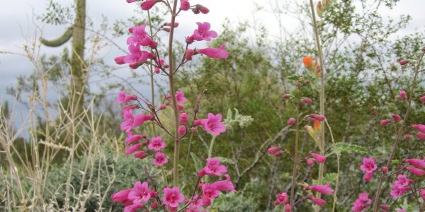 Parrys-Penstemon-desert-horizon-nursery