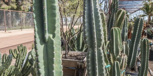 Peruvian Apple Cactus – Desert Horizon Nursery