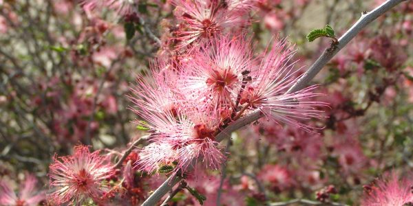 Fairy Duster – Desert Horizon Nursery