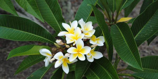 Plumeria – Desert Horizon Nursery