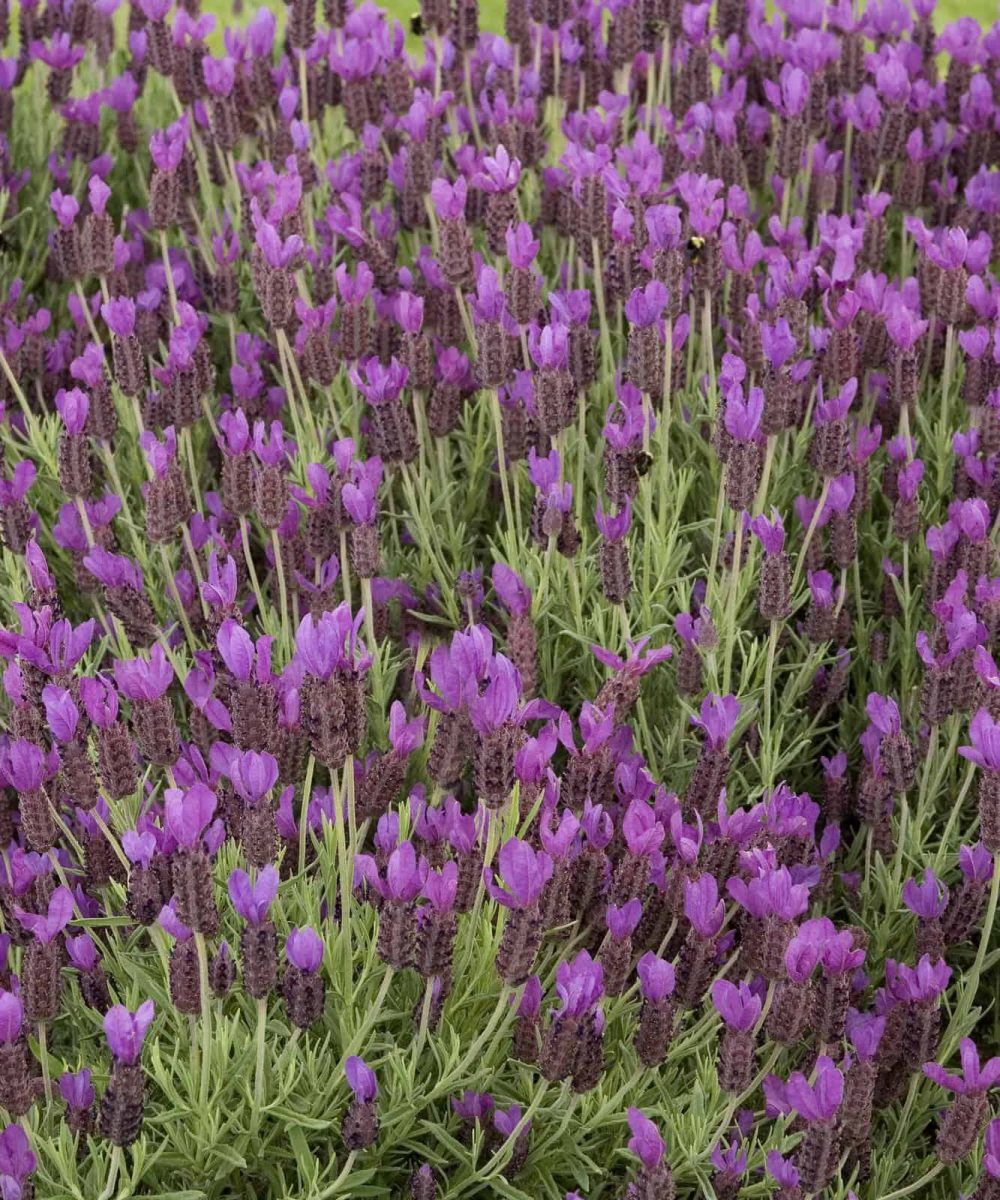 Spanish-Lavender-Lavandula-Stoechas-desert-horizon-nursery-1.jpg