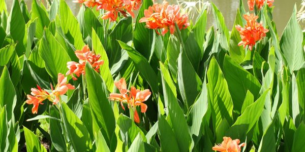 Canna Lily Tropicana – Desert Horizon Nursery