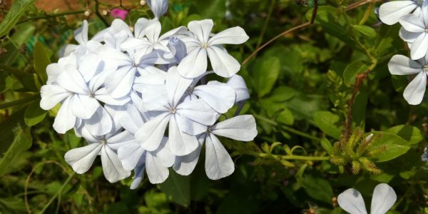 Plumbago White – Desert Horizon Nursery