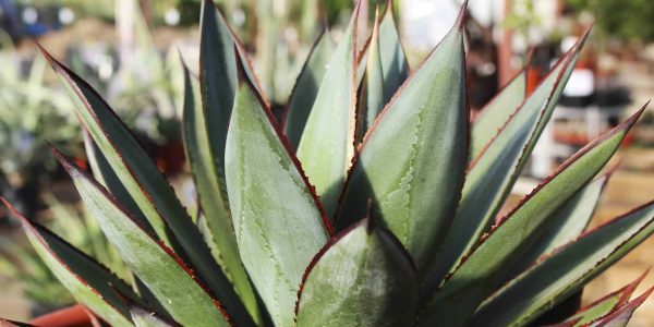 Blue Glow Agave – Desert Horizon Nursery