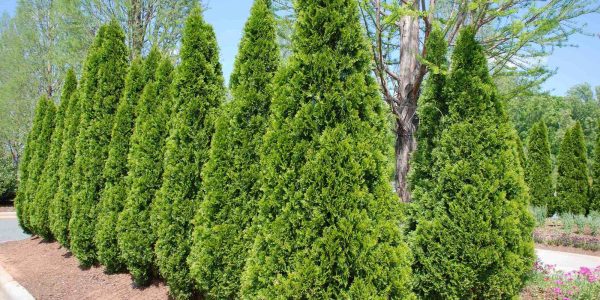 Arborvitae – Desert Horizon Nursery