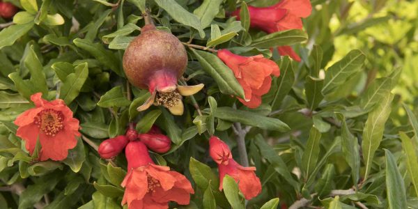 Angel Red Pomegranate – Desert Horizon Nursery