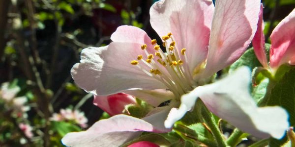 Anna Apple – Desert Horizon Nursery