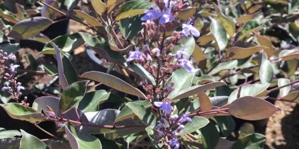 Arabian Lilac – Desert Horizon Nursery