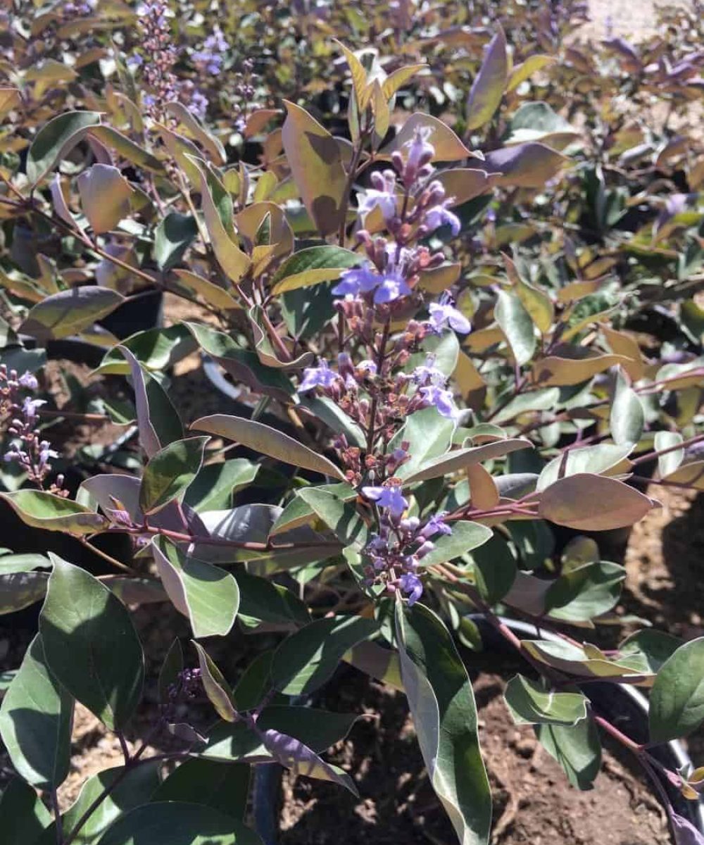 arabian-lilac-vitex-trifolia-purpurea-desert-horizon-nursery.jpg