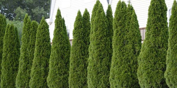 Arborvitae Emerald Green – Desert Horizon Nursery