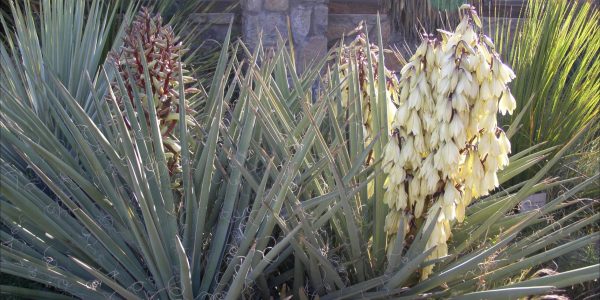 Yucca Baccata (Banana Yucca) – Desert Horizon Nursery