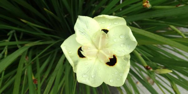 Bicolor Iris – Desert Horizon Nursery