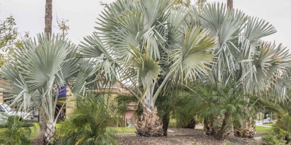 Bismarck Palm – Desert Horizon Nursery