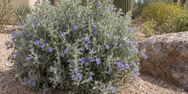 Blue bell emu bush with silvery grey foliage and blue-violet tubular flowers beside a boulder