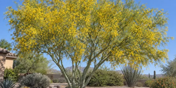Blue palo verde tree with smooth blue-green bark and a canopy covered in bright yellow flowers in a gravel yard