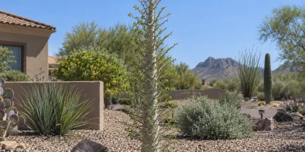 Boojum tree with a tapering pale trunk covered in short leafy twigs in a gravel yard