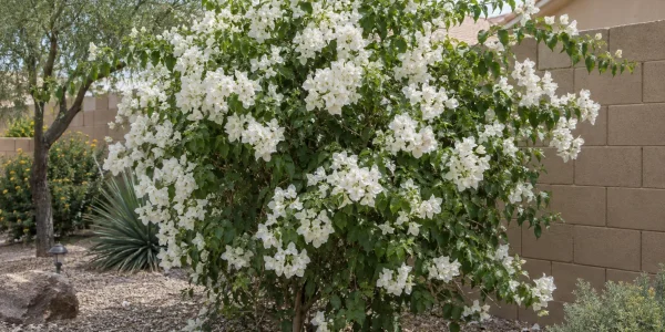Iceberg bougainvillea bush covered in white papery bracts in front of a tan block wall