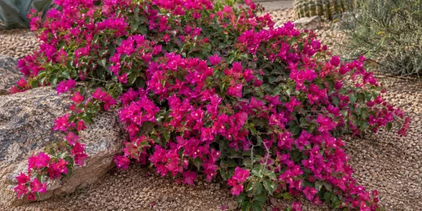 Oo La La dwarf bougainvillea spreading low with vivid magenta-pink bracts over a boulder