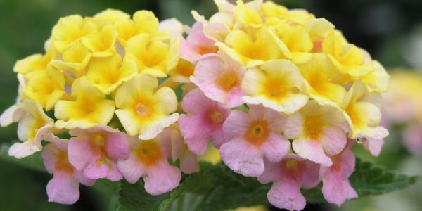 Bubble Gum Lantana – Desert Horizon Nursery