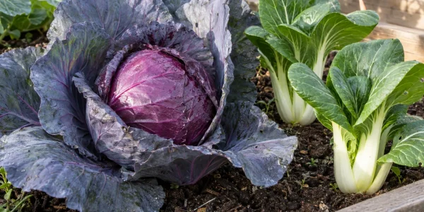 Cabbage with a round purple-red head beside white-stalked pak choi in a raised vegetable bed