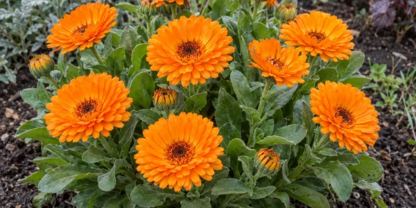 Calendula with bright orange double daisy flowers and pale green leaves in a winter garden bed