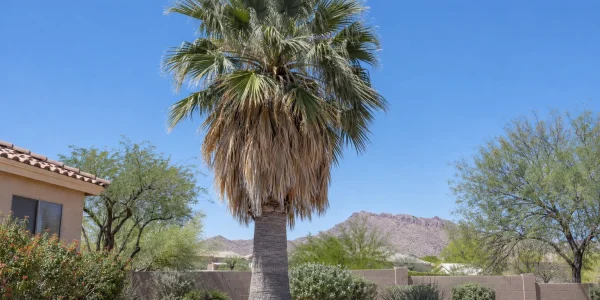 California fan palm with stout trunk, skirt of dry fronds and grey-green fan leaves in a gravel yard