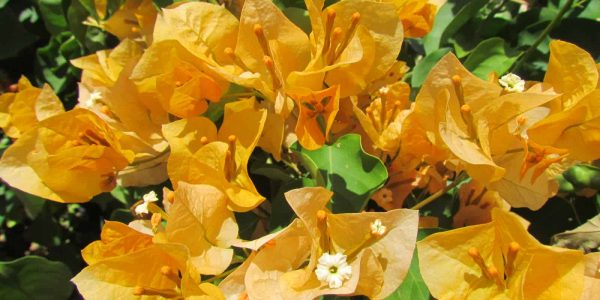 Bougainvillea ‘California Gold’ – Desert Horizon Nursery
