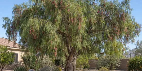 California pepper tree with a gnarled trunk, weeping feathery foliage and clusters of rose-pink berries