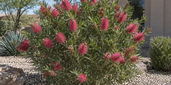 Neon Pink bottlebrush shrub with narrow green leaves and vivid pink brush-like flower spikes